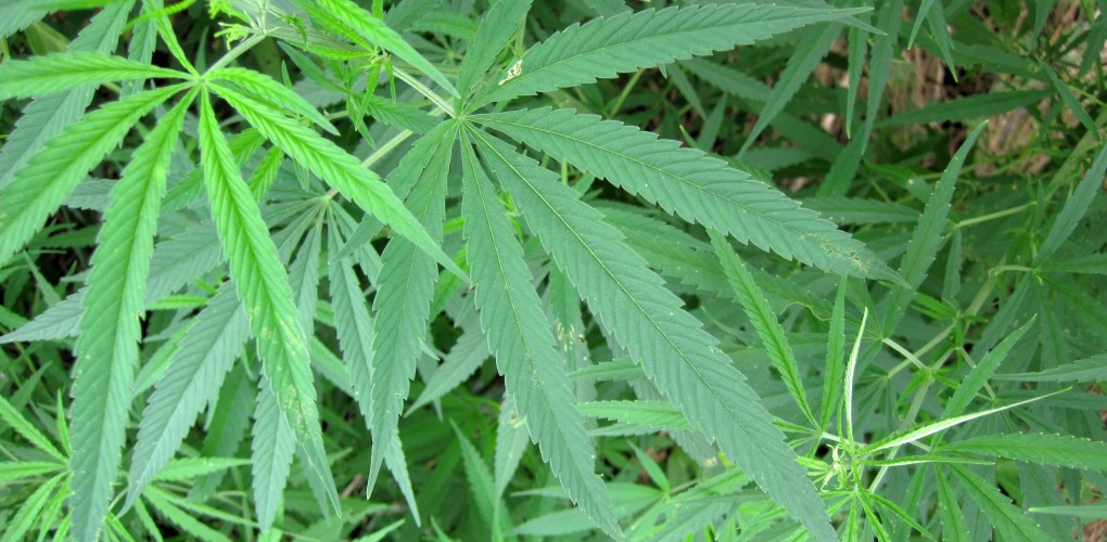 101 Ways to Say Marijuana 101 ways to say marijuana list