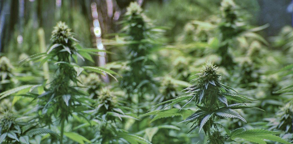 20 Things for Stoners to Add To Their Bucket List stoner-gifts-for-him-and-her-pot-image-for-stoner-bucket-list